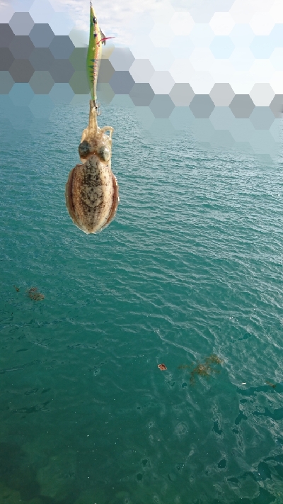 エギング釣行その４６